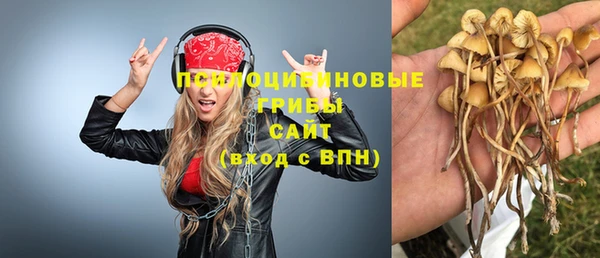 прущие грибы Белокуриха